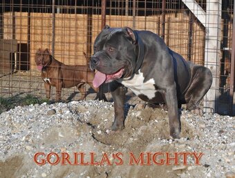 AMERICAN BULLY - 5