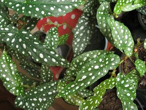 Begónia koralová - Begonia maculata - 5