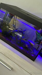 Predam komplet akvarium aj s vybavenim aj rybami - 5