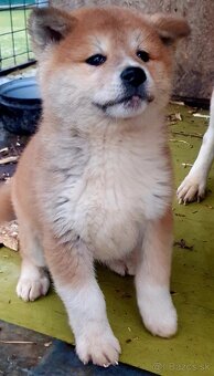 Šteniatko Akita Inu - 5