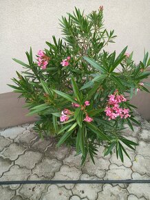 Oleander - 5