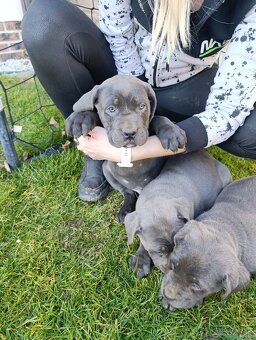 Cane corso modré šteniatka - 5