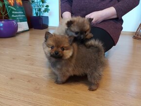 Špic, nemecký špic , oranžový špic, pomeranian - 5