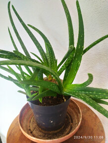 Aloe Vera - 5