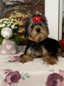 Yorkshire Terrier, York, Mini Yorkshire, Fci pp - 5