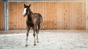 Letošní American Quarter Horse black klisna, vnučka Gunnera - 5