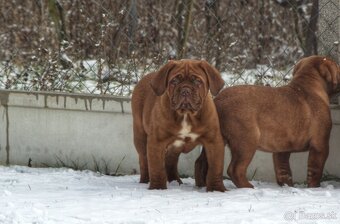 Bordeauxská doga, Dogue de Bordeaux, Bordo doga - 5