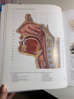 Čihák anatómie 1,2,3 - 5