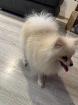 Pomeranian boo mini - 5