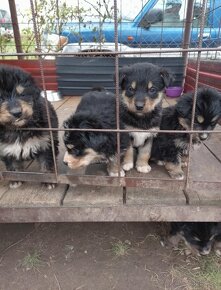 Šteniatka-Križenci Sibirsky husky a Bernsky salašnicky - 5