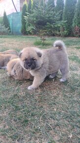 Akita inu šteniatka - 5