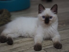 Ragdoll s Preukazom pôvodu - 5