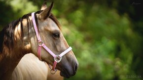 American Quarter Horse buckskin klisna, nominace na Futurity - 5