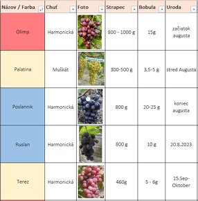 Sadenice viniča - Stolove Hrozno - 5