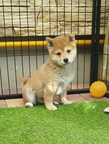 Shiba inu - 5