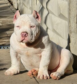 American Bully - 5