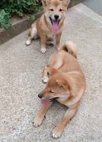 SHIBA INU - 5