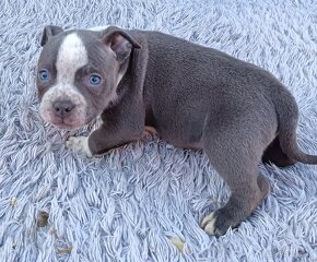 J&K bullys "ponúkame na predaj American bully pocket - 5