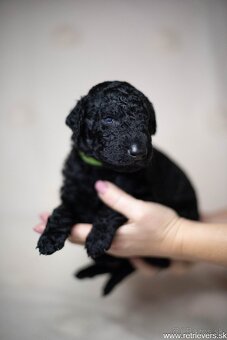 Curly Coated Retriever s PP - 5