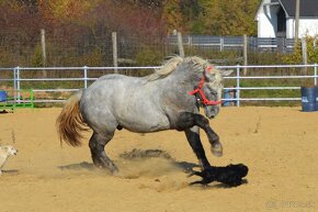 Predám ťažného koňa - Percheron - 5