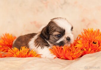 Shih-Tzu šteňiatka (shi tzu, si-tzu, shitzu, si-cu) - 5