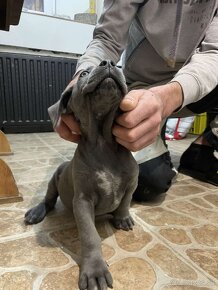 Cane corso šteniatka - 5