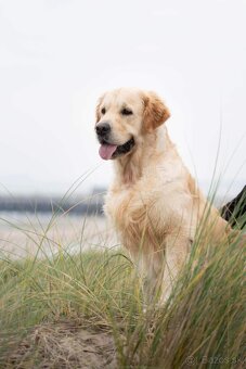 Zlatý retriever/Golden retriever šteniatka s PP - 5