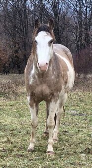 APH APHA PAINT HORSE ŽREBEC pripúšťanie - 5