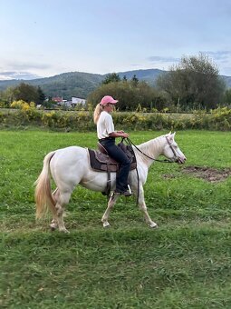 Quarter horse cremello žrebec - 5