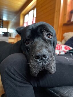 ZATIAĽ REZERVOVANÝ Cane Corso - 5