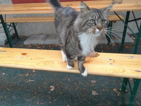 Maine coon (Manilska myvalia) - 5