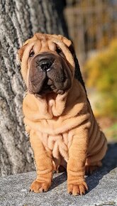 Šarpej, Sharpej, Shar-pei s PP - 5