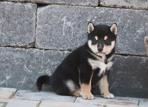 Shiba s PP - 5