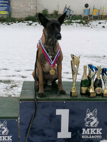 Belgický ovčiak - Malinois - 5