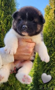 Americká akita (American akita) - 5