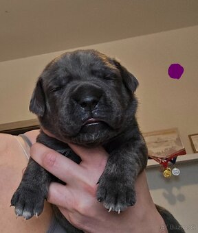 Šteniatka Cane Corso s PP - 5