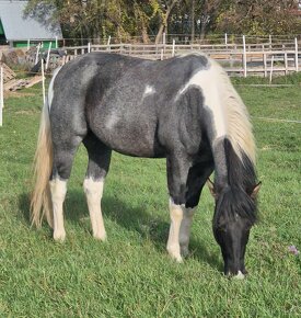 APH APHA PAINT HORSE ŽREBEC pripúšťanie - 5