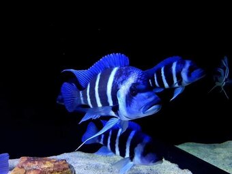 Cyphotilapia Gibberosa Blue Zaire Moba - 5