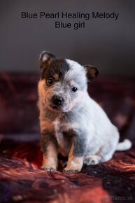 ACD Austrálsky dobytkársky pes CATTLE DOG - 5