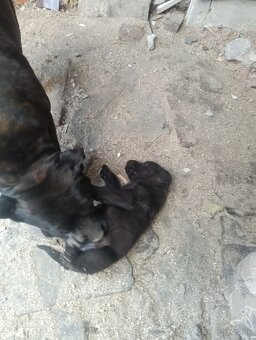 Psík Cane Corso - 5