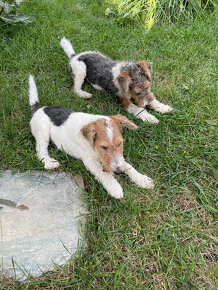 Predám šteniatka Fox terrier wire hrubosrstého - 5