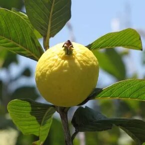 Guajava psidium - 5