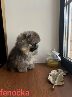 Pomeranian mini Boo - 5