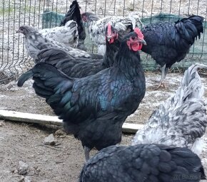 Australorp kohuty - 5