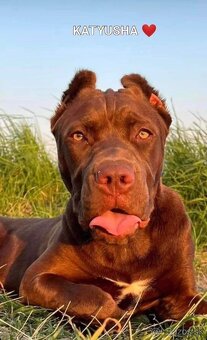 Výnimočné šteniatka americký bandog s rodokmeňom - 5