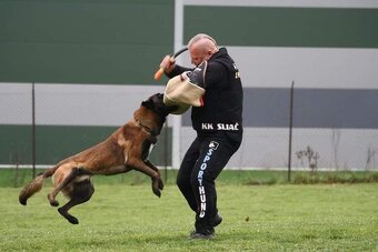 Belgický ovčiak Malinois s PP VOĽNÝ PSÍK - 5