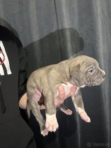 ✅REZERVÁCIE✅ American Bully XL - 5