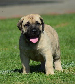 BOERBOEL BALLOTADA -búrský buldok - jihoafrický boerboel - 5