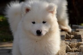 Samojed s PP LA TORRE ROJA - 5