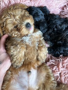 Maltipoo Yorkie - 5